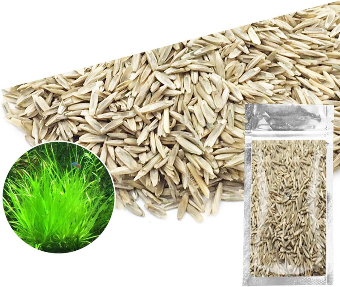 Aquarium Grass Plants Seeds,Aquatic Fescue Carpet Water Grass