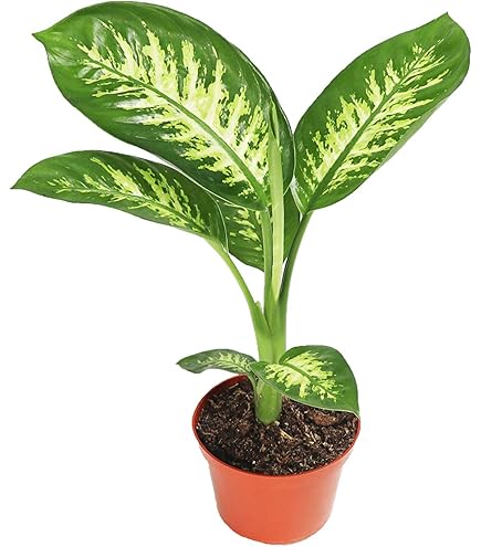 Amazon.com : Dieffenbachia Amy Dumb Cane | 4 inch | Tropical Ambiance :  Patio, Lawn & Garden