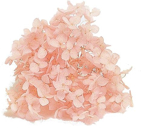 Amazon 東京堂 プリザーブドフラワー ソフトあじさいアナベル ベビーピンク Dt プリザーブドフラワー オンライン通販