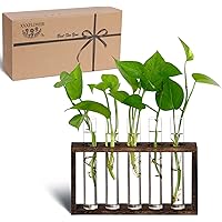 XXXFLOWER Plant Propagation Station Terrarium with Test Tube Desktop Hydroponics Rack, 5 Planter Glass Vase with Wooden Holde