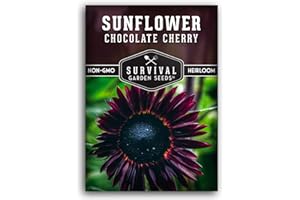 Chocolate Cherry Sunflower Seeds for Planting | Rare Burgundy Black Blooms, 6-7ft Giant Non-GMO Heirloom Flower - Survival Garden Seeds (1 Pack)