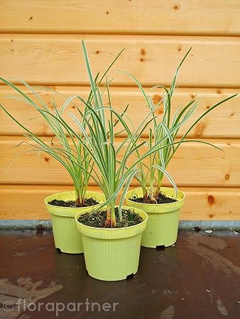 Knoblauch Gras Krauter Pflanzen Tulbaghia Violacea 3stk Amazon