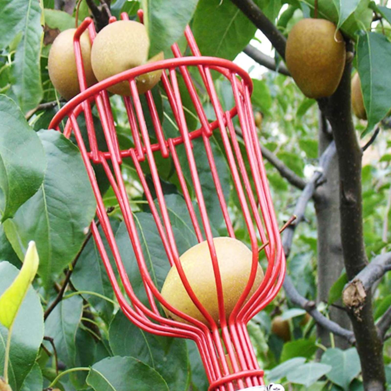 Voilamart Obstpflücker mit Teleskopstange,4 m Verstellbarer Erntehelfer Obsternte Obstgreifer Apfelpflücker für Obsternte Garten Apfel Birne Pfirsich Werkzeuge,Leicht Schwarz Aluminiumlegierung