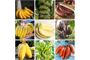 120 Pcs Banana Seeds - Fruit Trees Buy Gifts for Garden Lovers Hardy Banana Seeds - Musa Nana - Sapote Fruit, Hardy Potted Pl