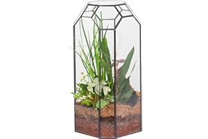 NCYP Opening Glass Geometric Terrarium for Plant, Succulent, Cacti - 5.5" x 5.5" x 12.8" Tall Octagon Glass Planter, Indoor G