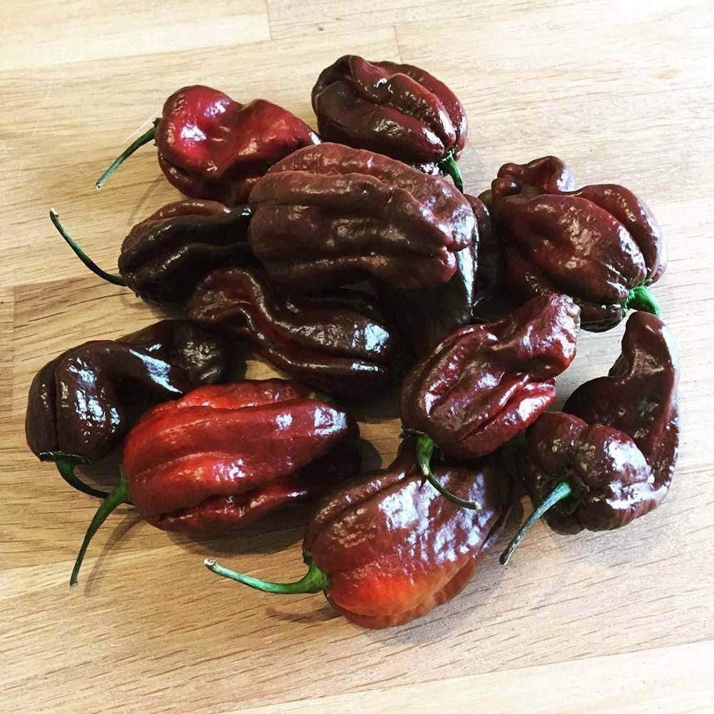 Habanero Schokolade 10 x Samen *scharf und schokoladig im Geschmack