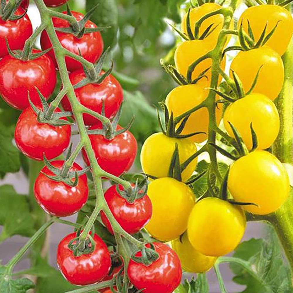 Amazon 新食感 薄皮ミニトマト苗 プチぷよ 赤実 黄色実 各1個 2色セット 野菜苗 10 5cmポット自根苗 赤実1個 黄色実1個 2色 合計2個セット 赤ちゃんのホッペのように皮がプヨプヨに柔らかい 新食感ミニトマト 丸ごと口に放り込むと 熟したサクランボを噛んだ時の