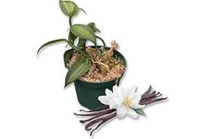 WEKIVA FOLIAGE Vanilla Bean Plant - 3 Live Starter Plants - Vanilla Planifolia - Exotic Vining Orchid for Home and Tropical Garden
