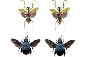 VINADECOR 4 Real Flower Mantis Blue Bee Beetle Specimen Bugs Mounted Craft Dark Collection Taxidermy Animals for Entomology Oddity Scientific Lover Insect Home Office Display Artwork UM-19