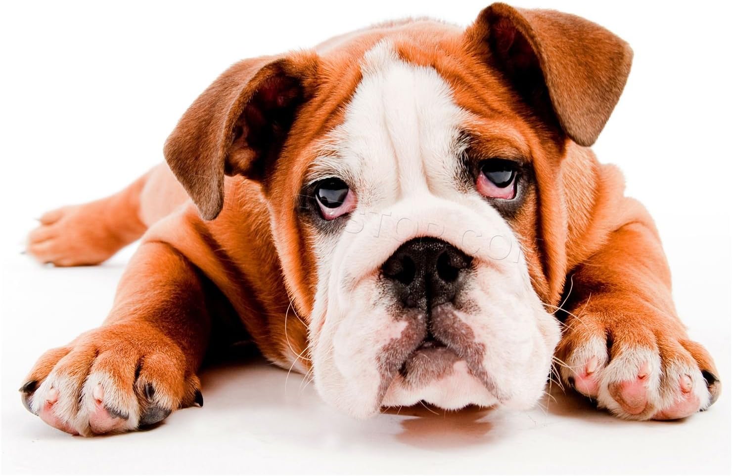 sad bulldog puppy