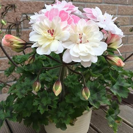 Wekold Geranie Geranium Blumensamen Garten Blume 15 Samen Bonsai