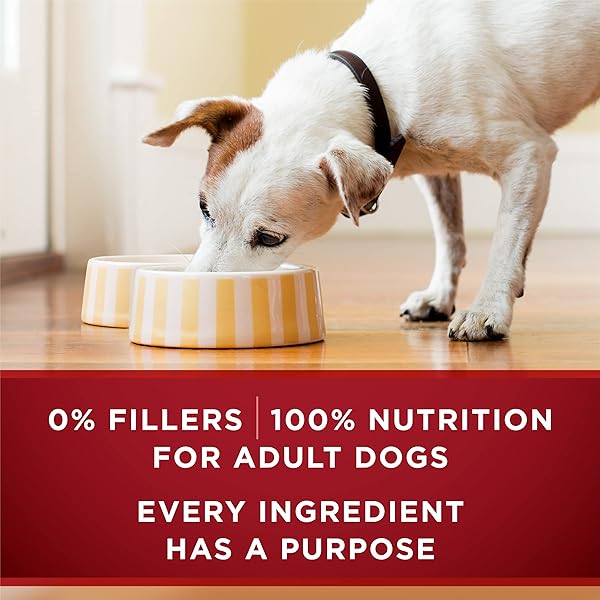 PURINA ONE HIGH PROTEIN WET DOG FOOD TRUE INSTINCT TENDER CUTS IN DOG FOOD GRAVY WITH REAL BEEF AND WILD-CAUGHT SALMON – (PACK OF 12) 13 OZ. CANS