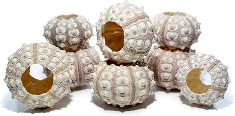 Download Nautischthemenorientiertes spiegel HD