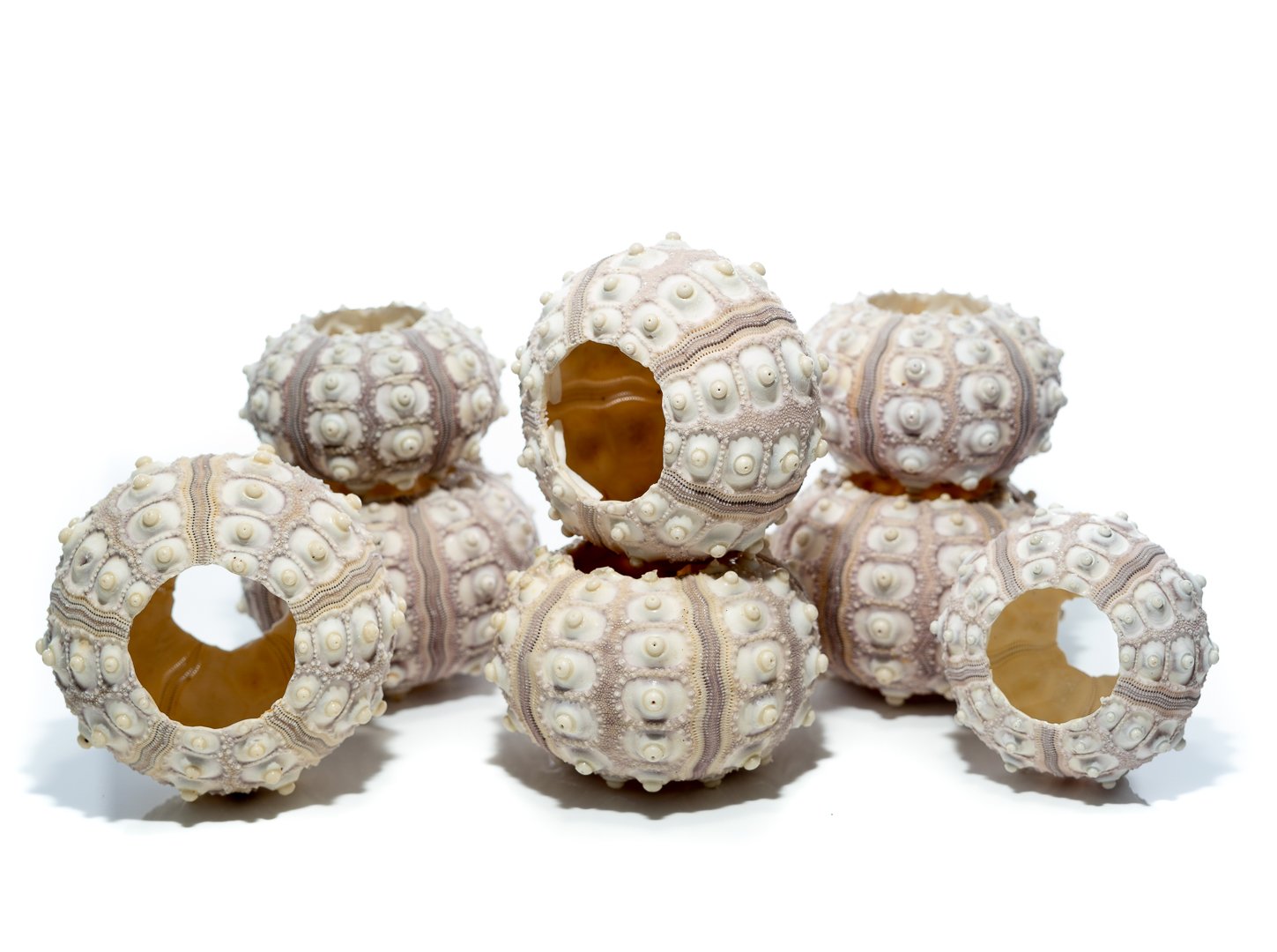 Nautical Crush Trading Sea Urchins Shells for Air