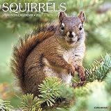 Squirrels 2017 Calendar