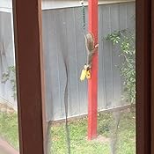 Amazon Com Songbird Essentials Squd Squngee Bungee Cord