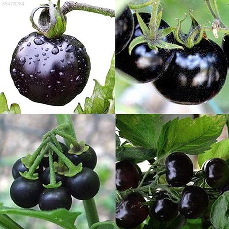 ScoutSeed 1114 Tomates saludables Semillas Tomate Semilla Huerto ...