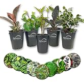 Ficus Tree Variety 5-Pack - Live Starter Plants in 2 Inch Pots - Grower's Choice Various Varieties Stunning Easy Care Interior Houseplant