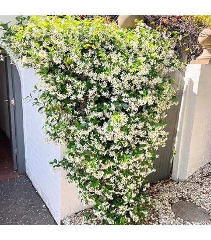 Amazon.com : Confederate Jasmine (Trachelospermum jasminoides