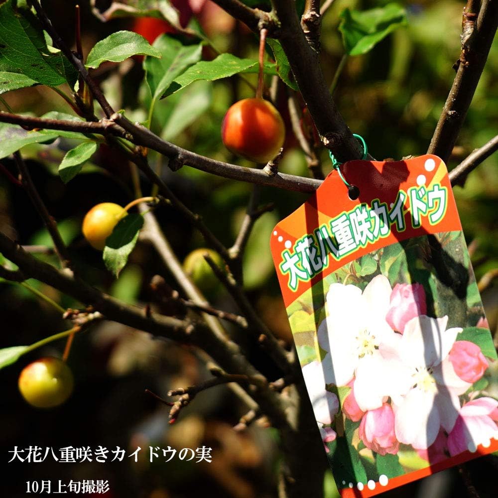 Amazon 大花八重カイドウ 2年生 接ぎ木 苗 庭木 落葉樹 シンボルツリー 観賞花木 植木