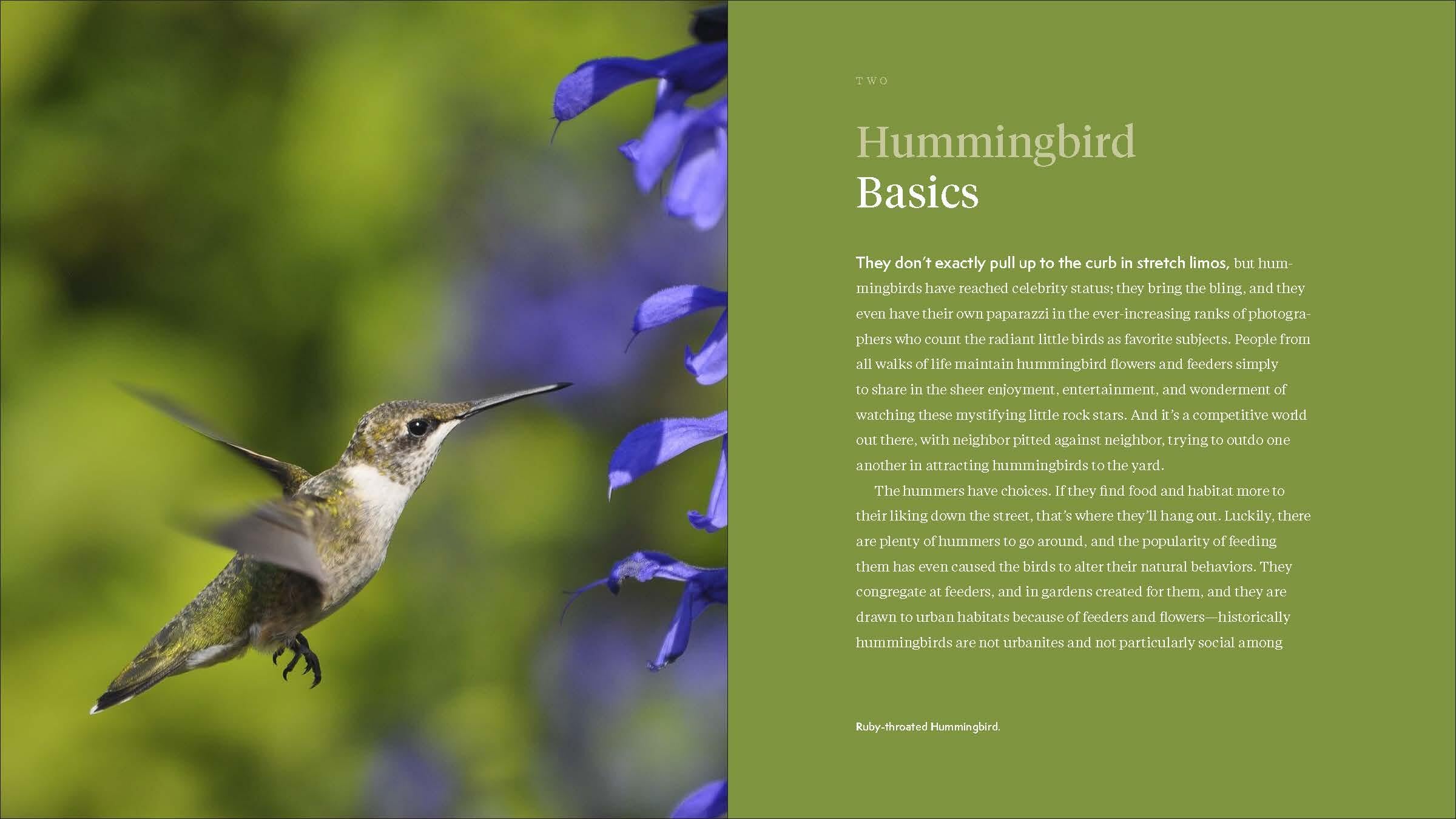 The Hummingbird Handbook: Everything You Need to Know about These Fascinating Birds The Hummingbird Handbook: Everything You Need to Know about These Fascinating Birds Paperback Kindle
