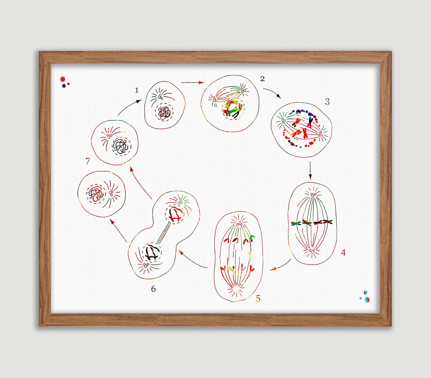 Mitosis Phases Watercolor Poster Biology Art Cell Division
