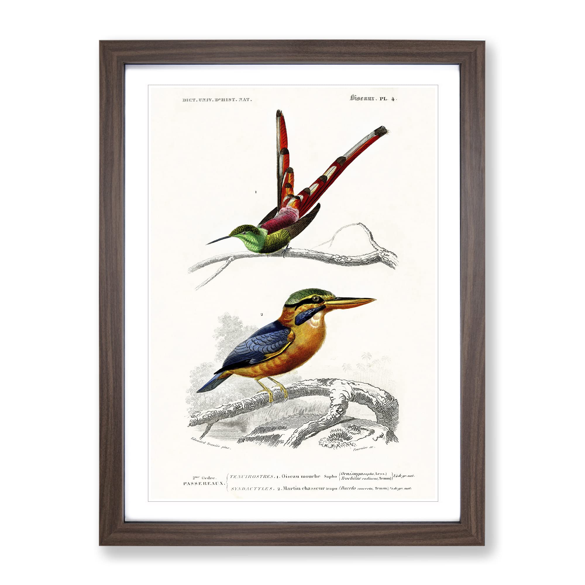 Kingfisher & Hummingbird By Charles D' Orbigny Vintage Framed Wall Art Print, Ready to Hang Picture for Living Room Bedroom Home Office Décor, Walnut A4 (34 x 25 cm)