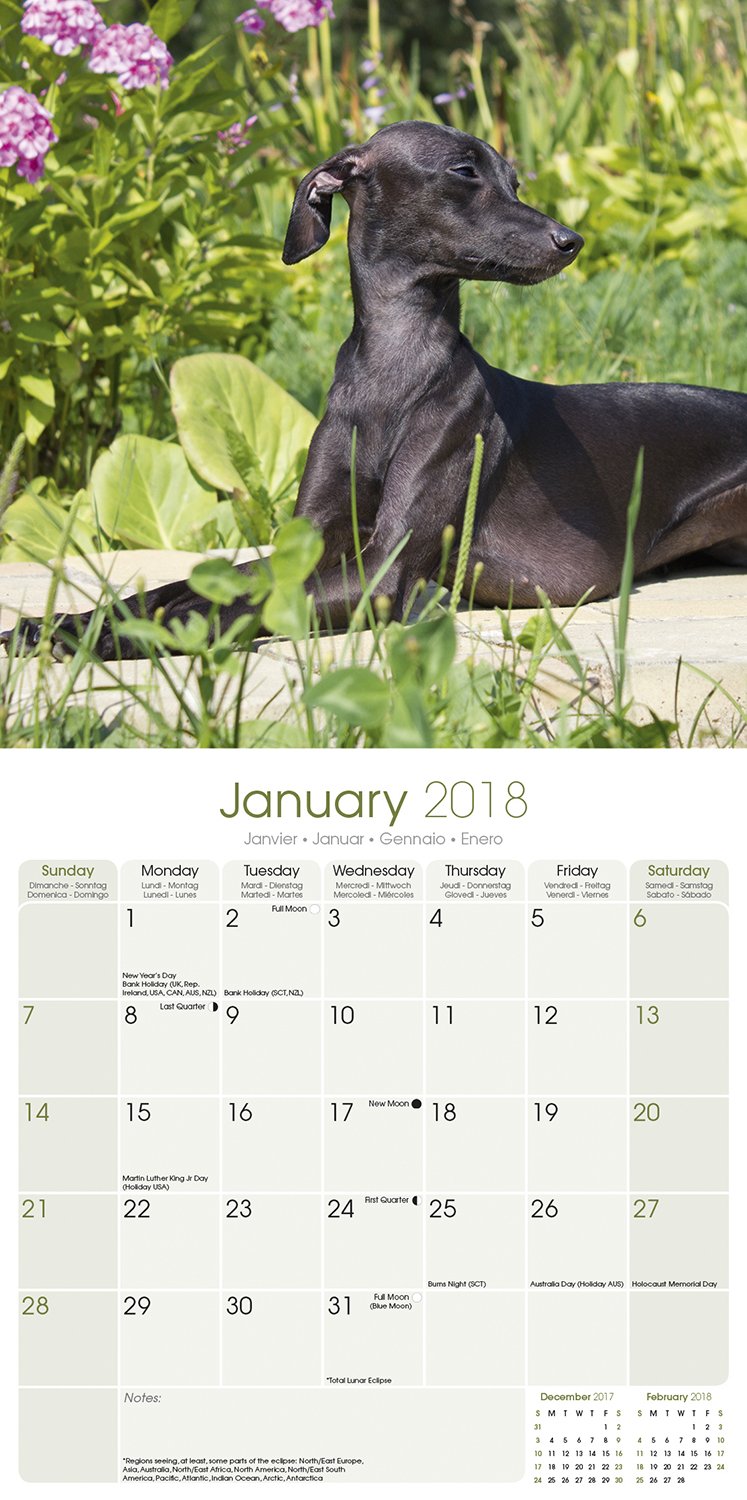 Italian Greyhound: Amazon.co.uk: AVONSIDE PUBLISHING LTD: 9781785800627:  Books