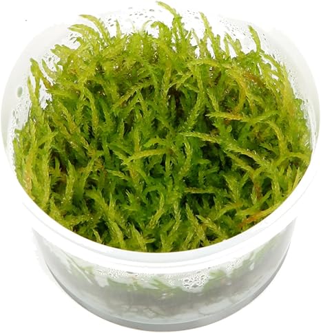 Amazon Com Tropica Vesicularia Ferriei Weeping Live Aquarium Moss In Vitro Tissue Culture 1 2 Grow Pet Supplies