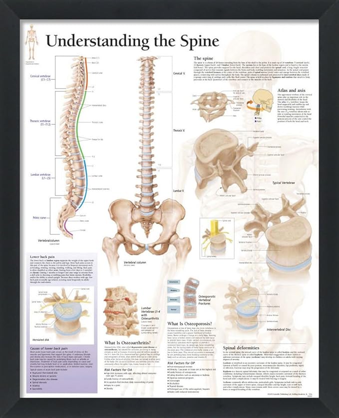 Amazon.com: Anatomical Chart Poster for the Spine, Human Body Anatomy ...