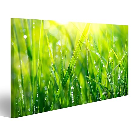 islandburner Bild Bilder auf Leinwand Gras. Frisches grünes Frühlingsgras mit Tau lässt Nahaufnahme Fallen Wandbild, Poster, 