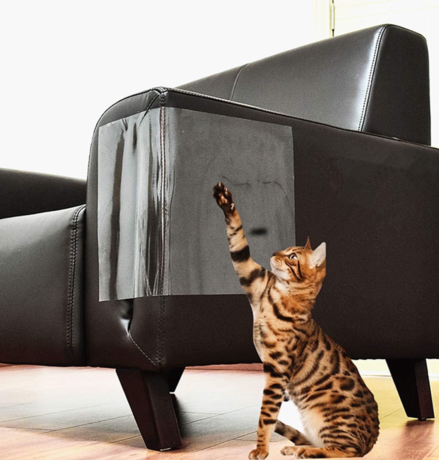 cat scratching screen door