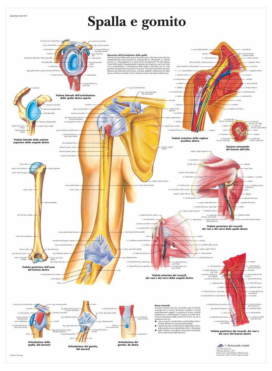 3B Scientific – Laminated Human Ear Chart – UV & Dust-Protected Anatomy Poster for Study, Teaching & Clinics