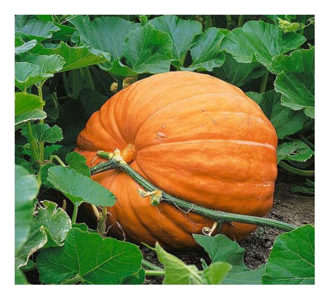 PREMIER SEEDS DIRECT - Pumpkin Seeds - DILLS Atlantic Giant - 25 Finest Seeds