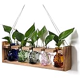 Plant Terrarium Propagation Stations Halloween Skull Planter Vase Skulls Decor with Wooden Stand Gife for Father - 5 Vases