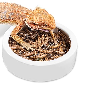 Buy Reptile Food Or Water Dish Worm Bowl Ceramic Dish Mealworm