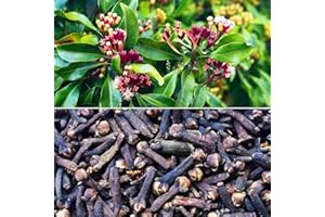 Generic 10 Thai Cloves Plant Seeds: Only Seeds