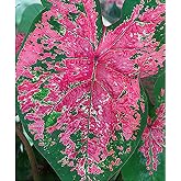 Fire Chief Caladium Bulbs - Large Size Root - Vibrant Red Foliage - Hardy in Zones 9-11 - Perfect for Shade Gardens and Containers