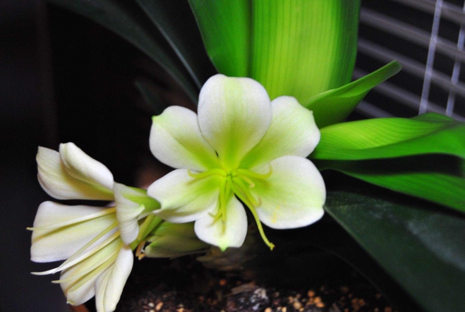 GEOPONICS Plantas de semillero 2X Clivia, Rosa/Colores Pastel x ...