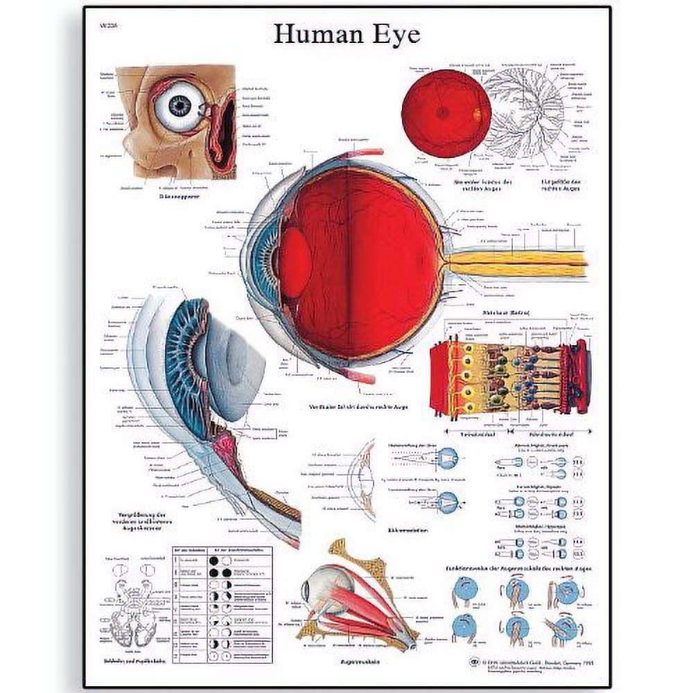 3B Scientific VR1226L Human Anatomy - Human Eye Chart, Laminated Version
