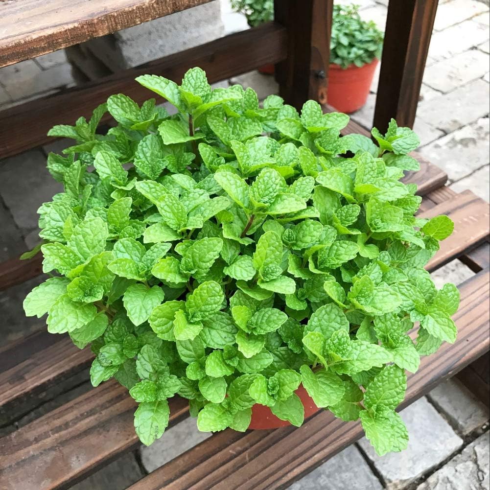 500 Pieces Mint Seed Easy to Grow Potted Seeds Herbs Garden Patio Seeds