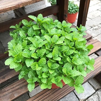 Amazon.com: 500 piezas de semillas de menta, especias ...