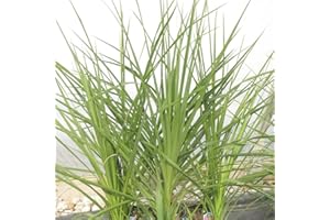 QAUZUY GARDEN 500 Seeds Blue Dracaena Spikes Seeds TOI Mountain Cabbage Tree Cordyline Indivisa Seeds - Heat Tolerant, Low Maintenance Evergreen Graceful Accent
