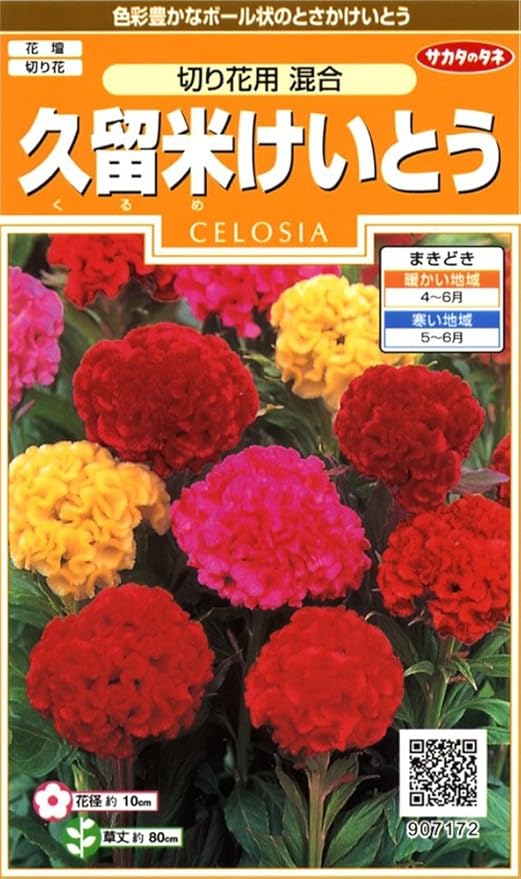 Amazon サカタのタネ 実咲花7172 久留米けいとう切り花用混合 花