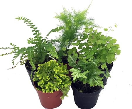 Amazon Com Mini Ferns For Terrariums Fairy Garden 5 Different
