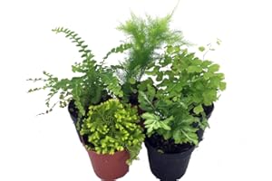 HIRT'S GARDENS Mini Ferns for Terrariums/Fairy Garden - 5 Different Plants-2" Pots