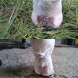 Equinat Aromaheel Mud Ointment for Horses and Ponies - Natural Scab Removal view 4