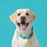 EDS G Dog Tags for Pets Engraved UK Personalised Stainless Steel Dog ID Tag view 5