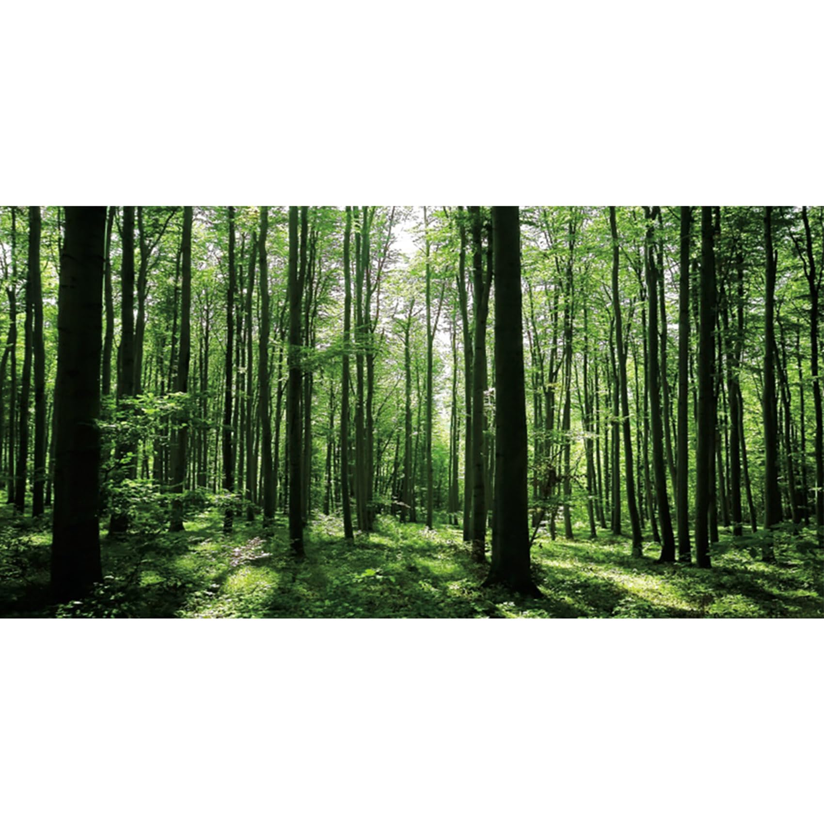 MIRRORANG 180x61cm Forest Terrarium Background Rainforest Aquarium Background Sunshine Green Tree Reptile Habitat Background Durable Vinyl Background