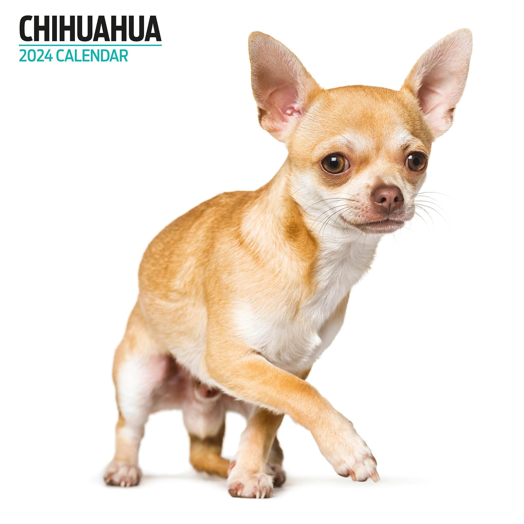 Chihuahua Modern 2024 Calendar Multi-Colour